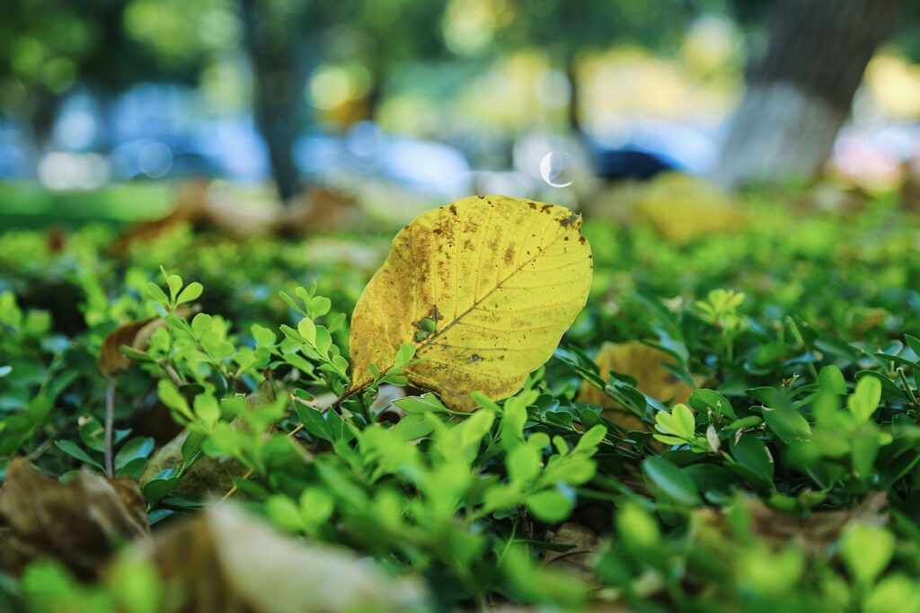campus, autumn, defoliation, leaf, ground, yellow, nature, green, blur background, natural